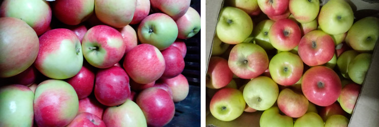 Apple