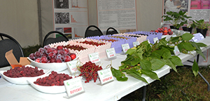 DSC 5073 300