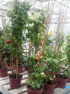 Tomate Littlle