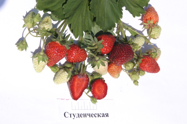 Студенческая.jpeg